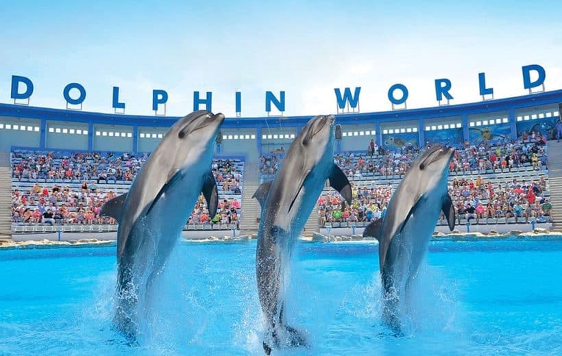 Book Your Dolphin Show From Hurghada