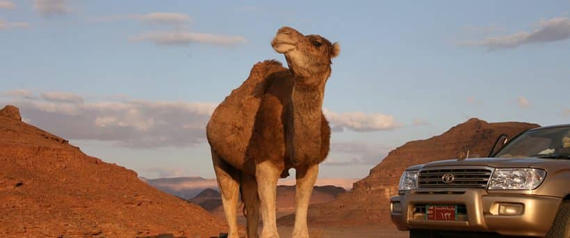 Mini Safari at Wadi Mandar