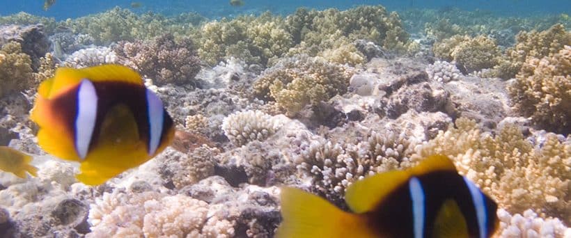 Royal Sea Scope-Semi submarine in Sharm el sheikh