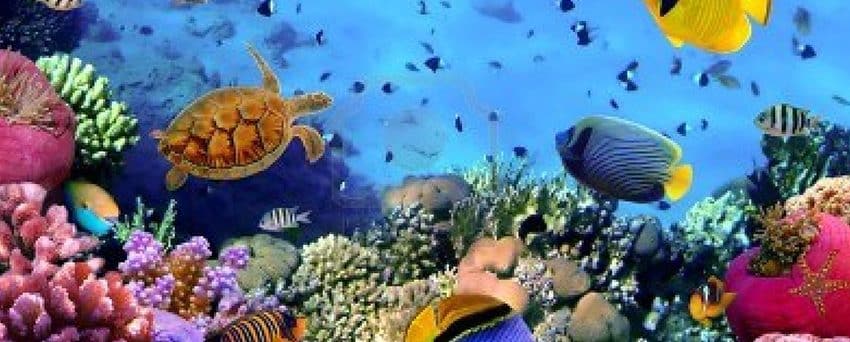 An exciting boat trip from Sharm El Sheikh to Dahab and back. An excursion full of attractive marine life and colors across two beautiful snorkeling stops.