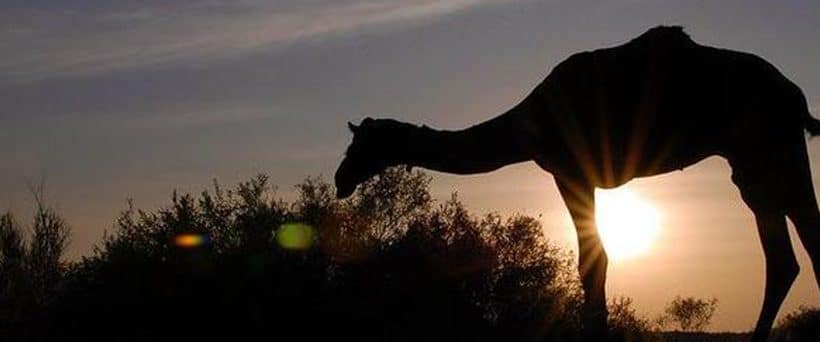 Bedouin Safari and Star Gazing Tour Sharm el sheikh