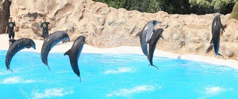 Dolphin Show in Sharm