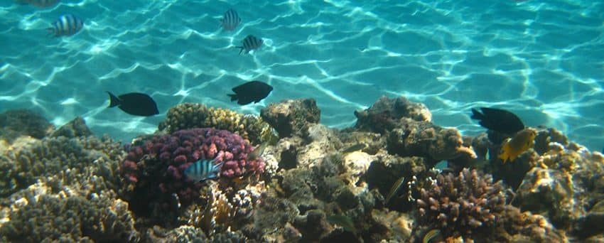 Ras Mohamed National park by bus